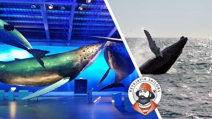 Reykjavik: Whale Watching Excursion & Whale Exhibition - Key points to know before sailing