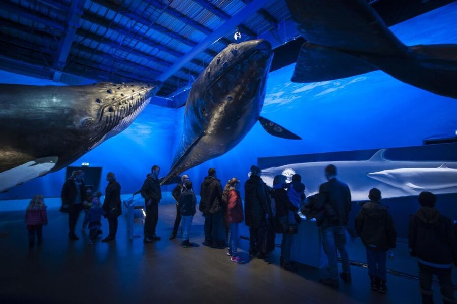 Reykjavik: Whale Watching Excursion & Whale Exhibition - Who should book, and who should think twice?