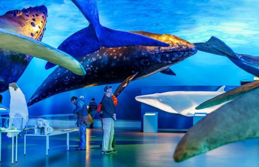 Reykjavik: Whale Watching Excursion & Whale Exhibition - Finding whales without sacrificing comfort