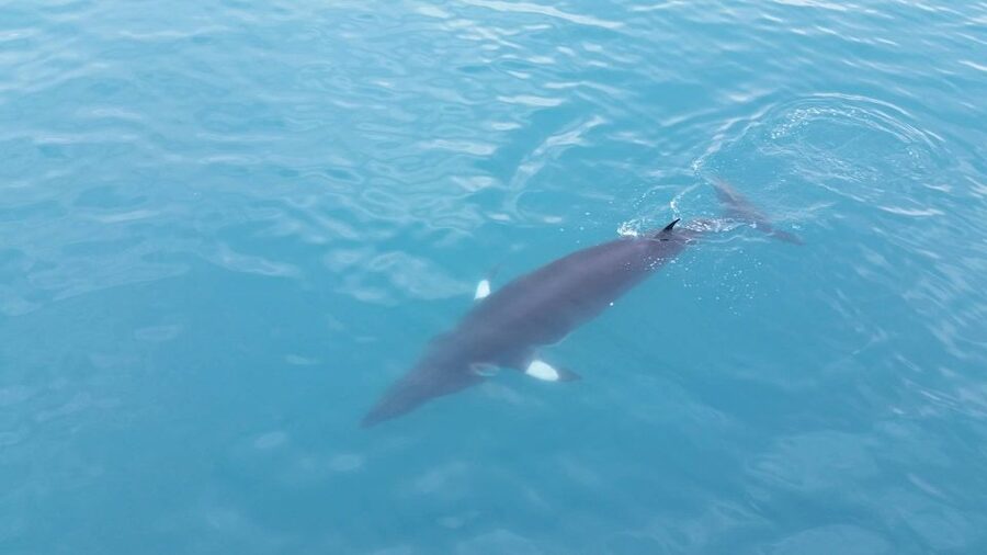 Reykjavik: Whale Watching Excursion & Whale Exhibition - Why the whale sightings are worth the uncertainty