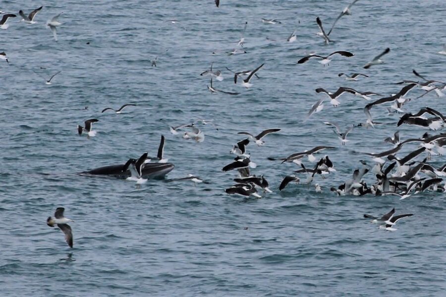 Reykjavik: Whale Watching Excursion & Whale Exhibition - Inside the Whales of Iceland exhibition