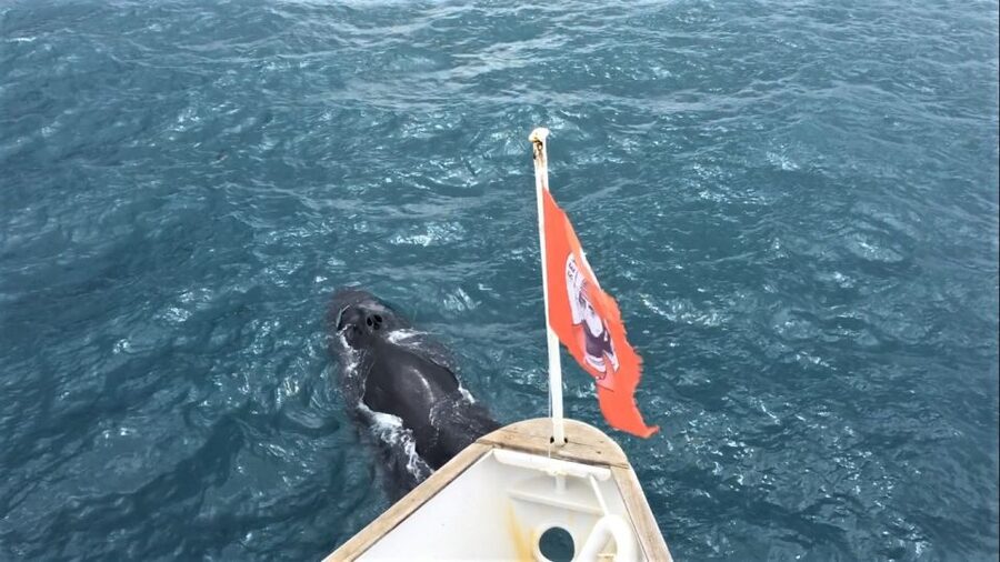 Reykjavik: Whale Watching Excursion & Whale Exhibition - Use the flexible museum ticket to improve your day