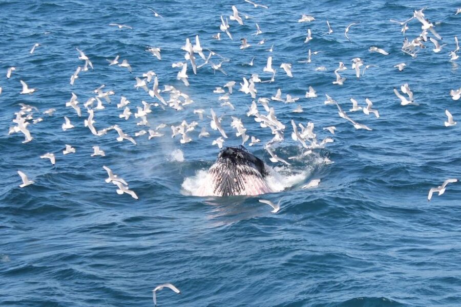 Reykjavik: Whale Watching Excursion & Whale Exhibition - Is $160 a fair price?