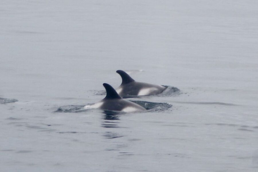 Reykjavik: Whale Watching Excursion & Whale Exhibition - The best time to choose this outing
