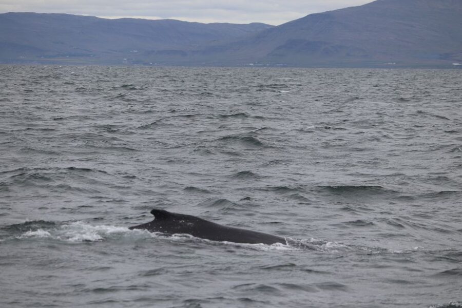 Reykjavik: Whale Watching Excursion & Whale Exhibition - Three hours across Faxaflói in search of whales