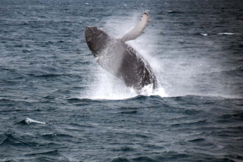 Reykjavik: Whale Watching Express - Searching the whale grounds