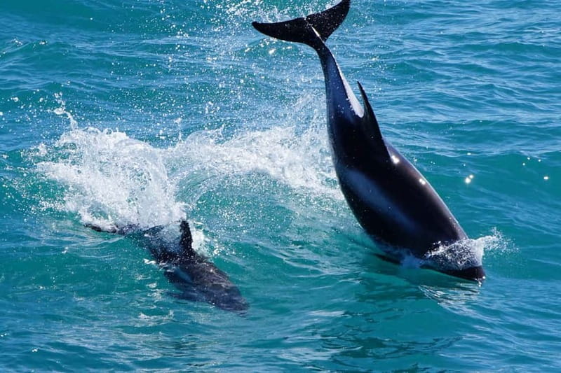 Reykjavik: Whale Watching Express - Guides, skippers, and the human side
