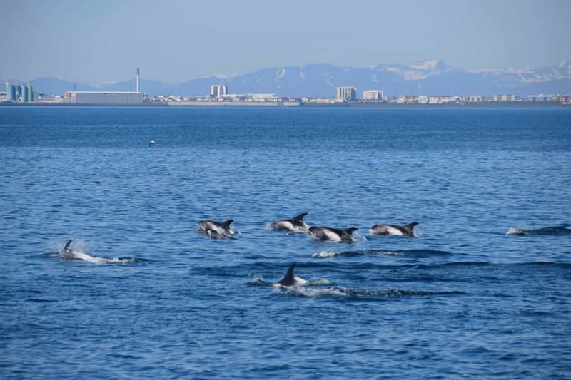 Reykjavik: Whale Watching Express - Comfort on board, from overalls to hot drinks