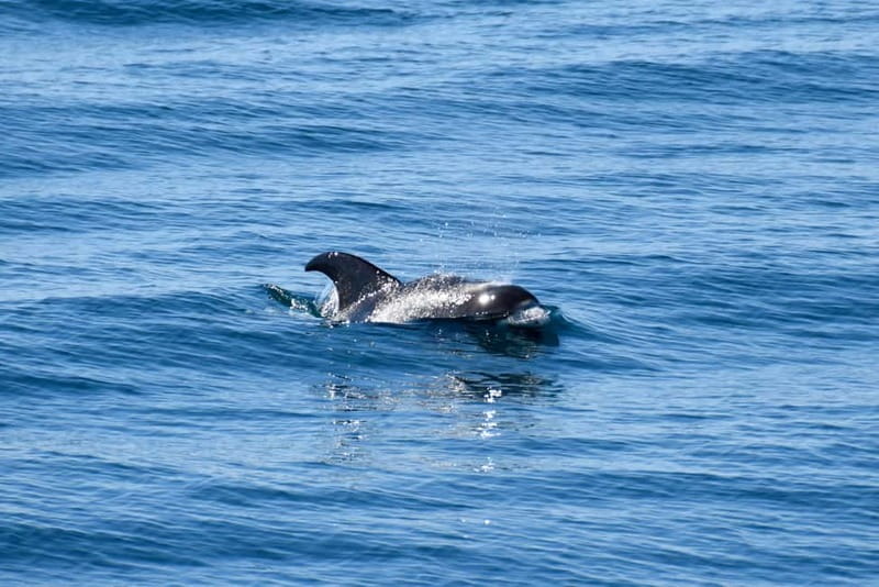 Reykjavik: Whale Watching Express - The time advantage of an express boat
