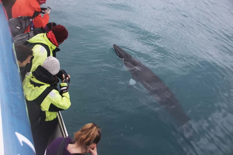 Reykjavik: Whale Watching Express - Is the boat right for children and adventurous adults?