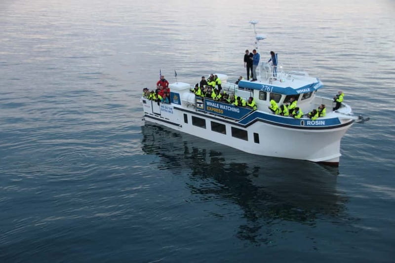 Reykjavik: Whale Watching Express - The fast run across Faxaflói Bay