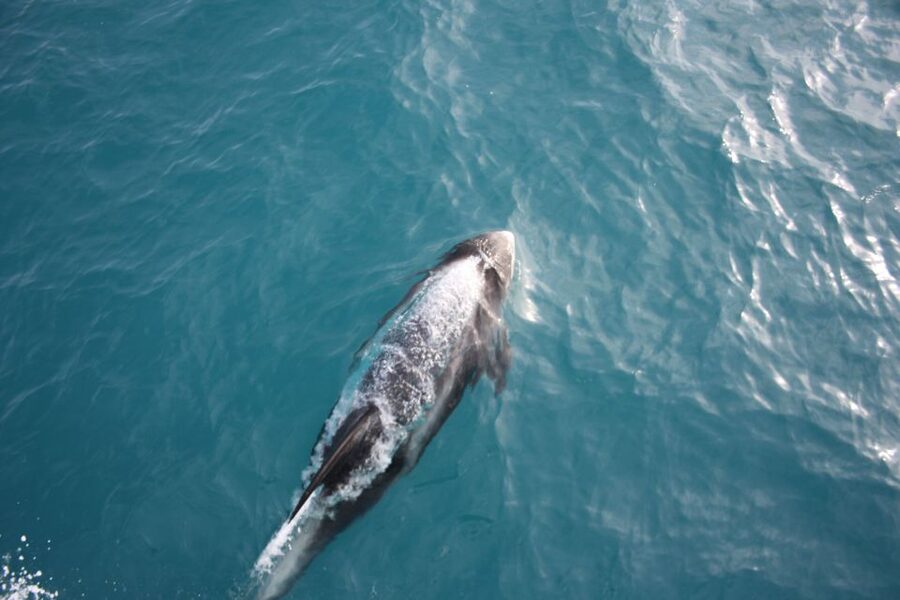 Reykjavik: Whale Watching in Faxaflói Bay & Live Lava Show - Key points at a glance