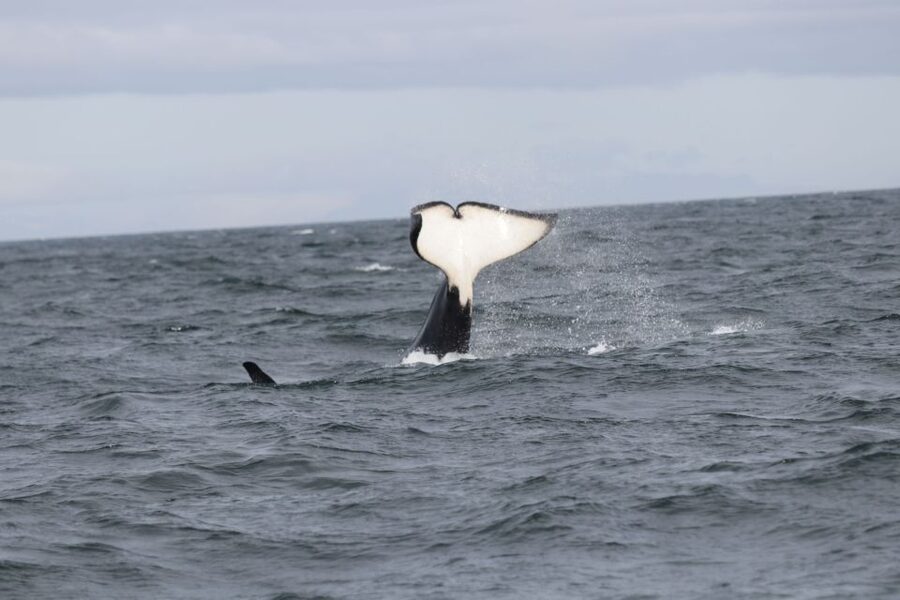 Reykjavik: Whale Watching in Faxaflói Bay & Live Lava Show - Three hours searching Faxaflói Bay