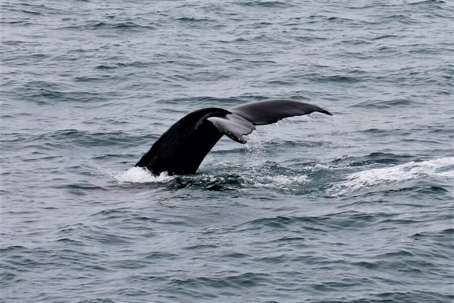 Reykjavik: Whale Watching in Faxaflói Bay & Live Lava Show - What happens if the whales stay hidden