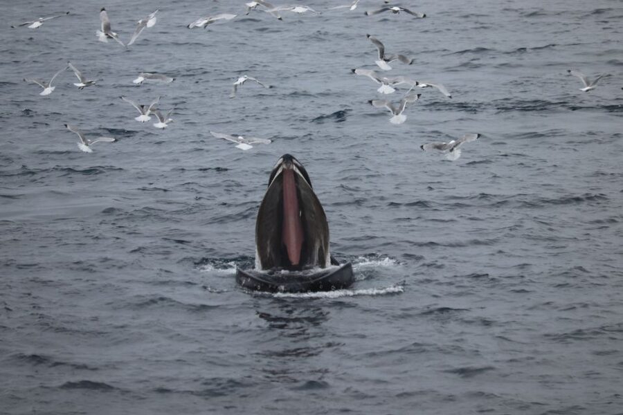 Reykjavik: Whale Watching in Faxaflói Bay & Live Lava Show - Guides, boats, and the feel of the day