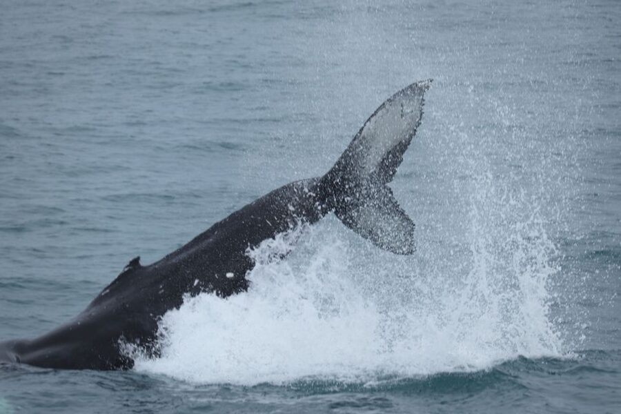 Reykjavik: Whale Watching in Faxaflói Bay & Live Lava Show - Practical advice before you book