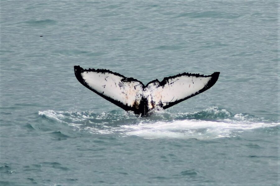 Reykjavik: Whale Watching in Faxaflói Bay & Live Lava Show - Starting at Geirsgata 11