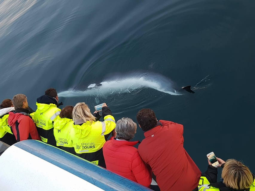 Reykjavik: Whale Watching & Lava Show - Why fire and whales work well together