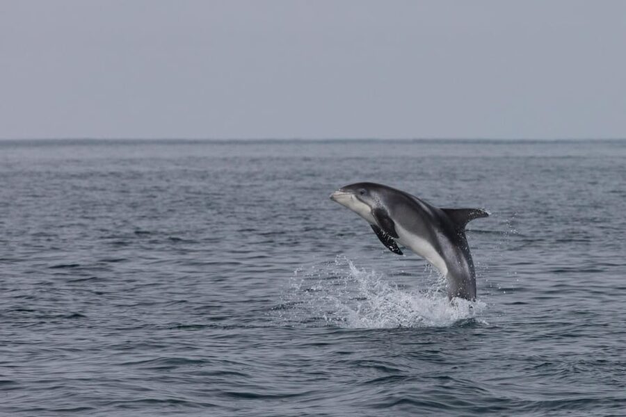 Reykjavik: Whale Watching & Lava Show - Whale watching in Faxaflói Bay