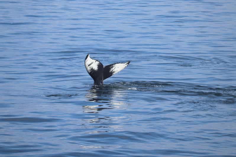 Reykjavik: Whale Watching Morning Expedition - Key points to know before you go