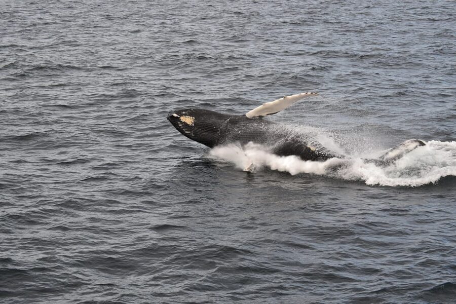 Reykjavik: Whale Watching Morning Expedition - Should you book Reykjavik’s morning whale watch?