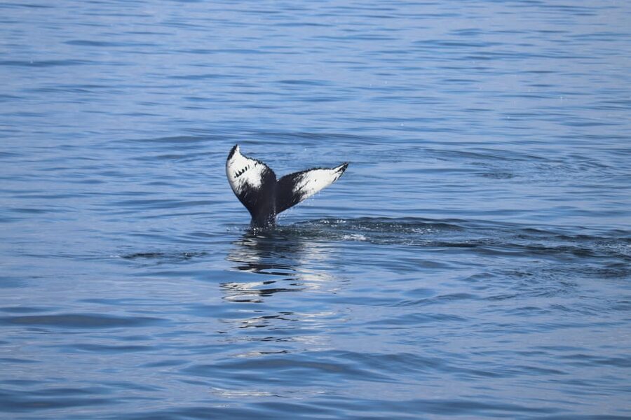 Reykjavik: Whale Watching Morning Expedition - Leaving Reykjavik from the Old Harbour at 9:00 AM
