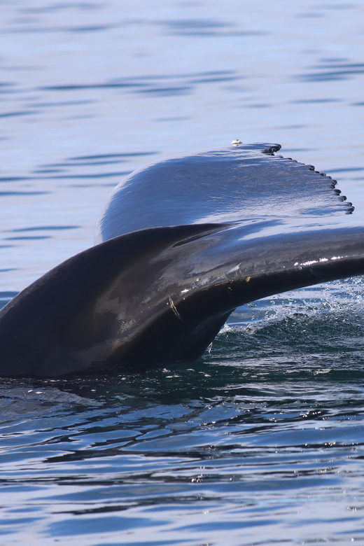 Reykjavik: Whale Watching Morning Expedition - Birdlife, mountains, and island views