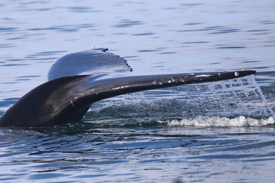 Reykjavik: Whale Watching Morning Expedition - Warm overalls and a heated cabin