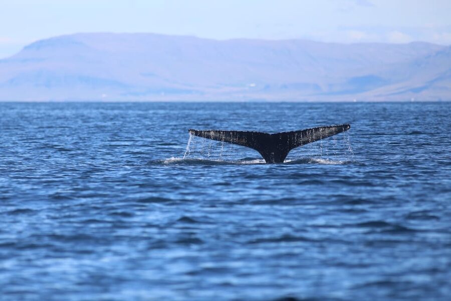 Reykjavik: Whale Watching Morning Expedition - What the $103 price really includes