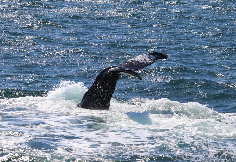 Reykjavik: Whale Watching Morning Expedition - The morning schedule and your wider Reykjavik plans