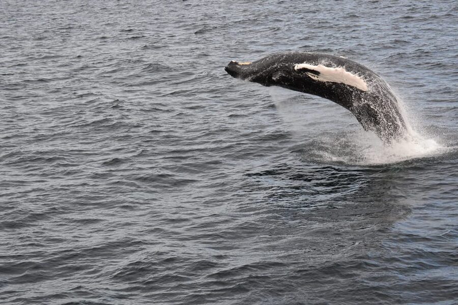 Reykjavik: Whale Watching Morning Expedition - Who should book this boat trip