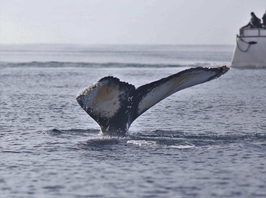 Reykjavik: Whale Watching Morning Expedition - Booking flexibility and useful preparations