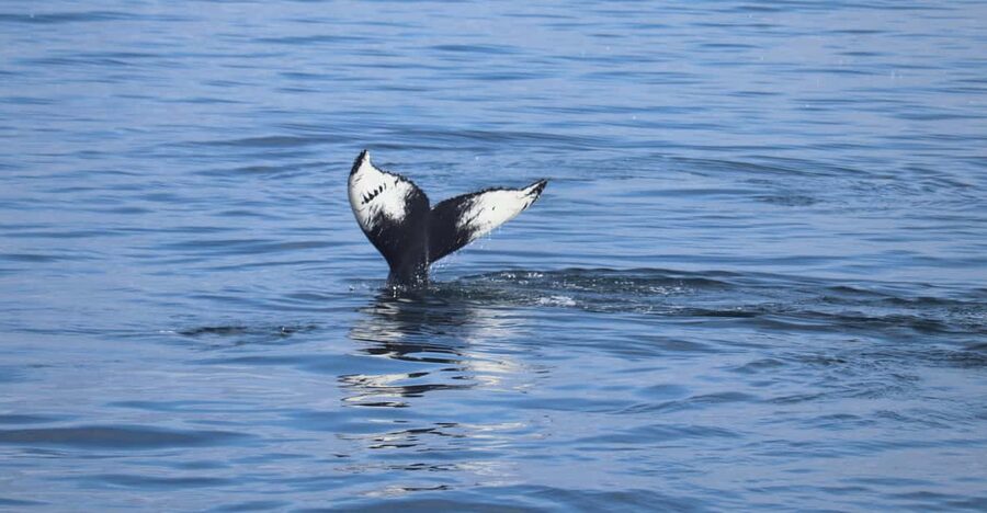 Reykjavik: Whale Watching Morning Expedition - Searching Faxaflói Bay for whales and dolphins