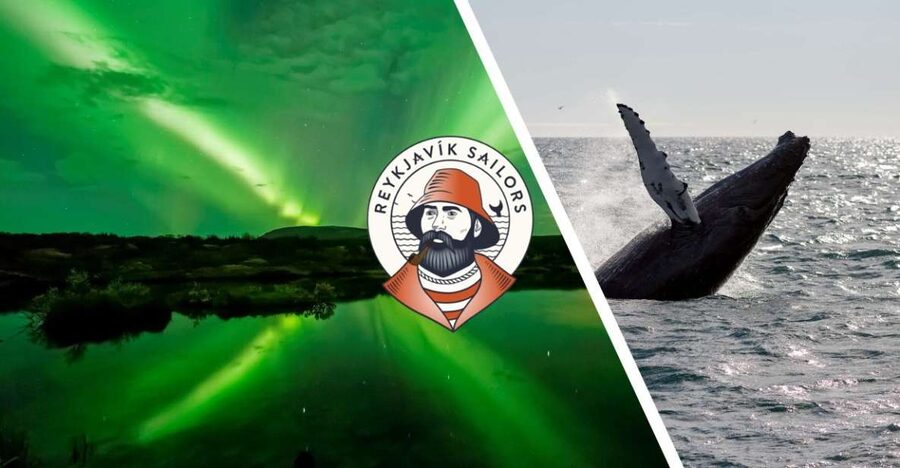 Reykjavik: Whale Watching & Northern Lights Combo Cruise - Key points to know before you book