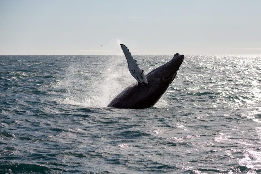 Reykjavik: Whale Watching & Northern Lights Combo Cruise - Booking details that affect your day