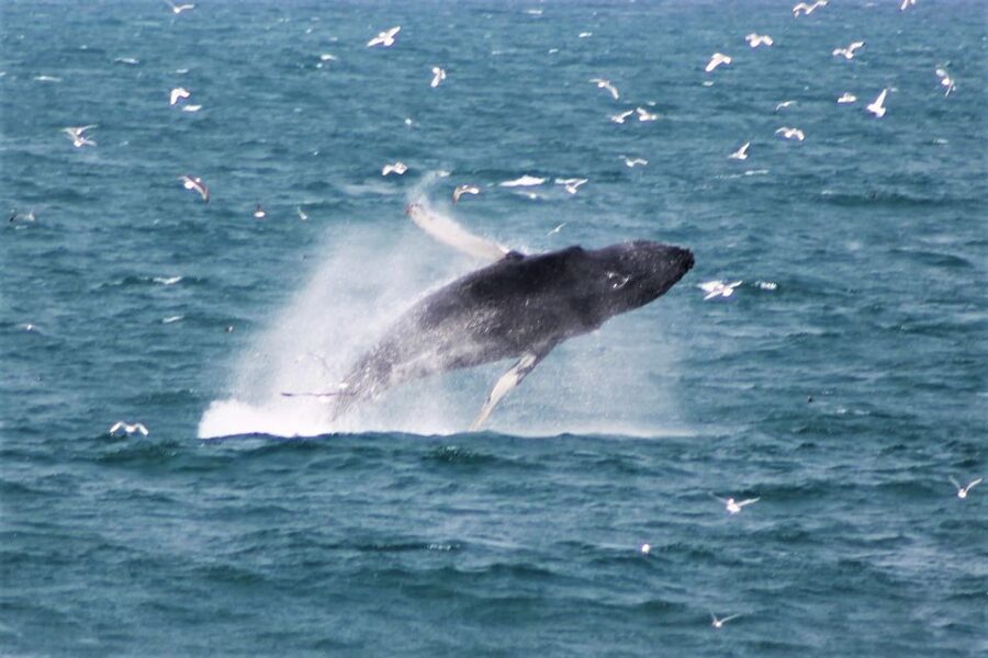 Reykjavik: Whale Watching & Northern Lights Combo Cruise - The two-hour Northern Lights cruise after dark
