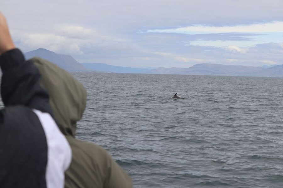 Reykjavik: Whale Watching & Northern Lights Combo Cruise - Is $205 a fair price for the combo?