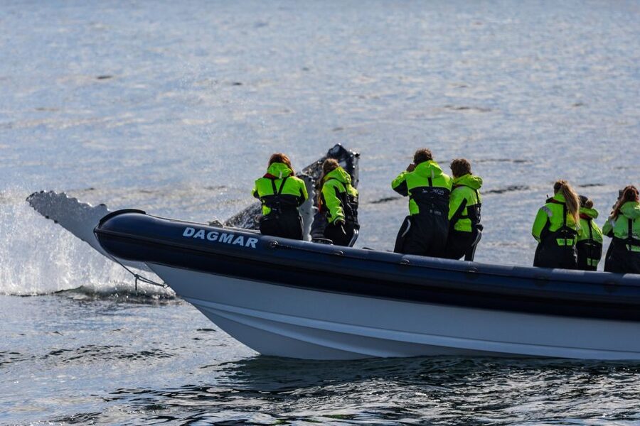 Reykjavik: Whale Watching Tour by RIB Boat - Key points before you book