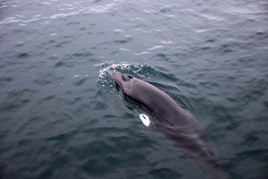 Reykjavik: Whale Watching Tour by RIB Boat - Who should book this RIB tour?