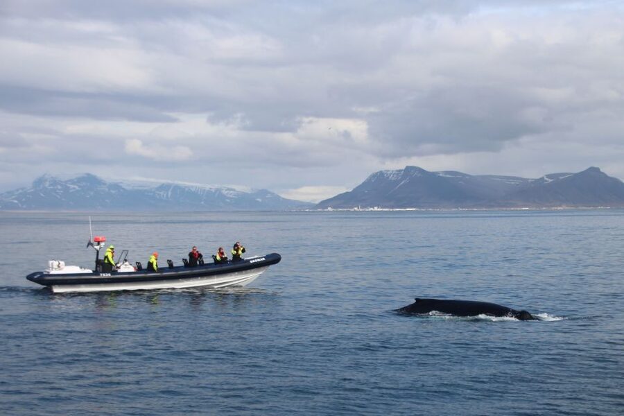 Reykjavik: Whale Watching Tour by RIB Boat - Leaving Reykjavik harbor for Faxaflói Bay