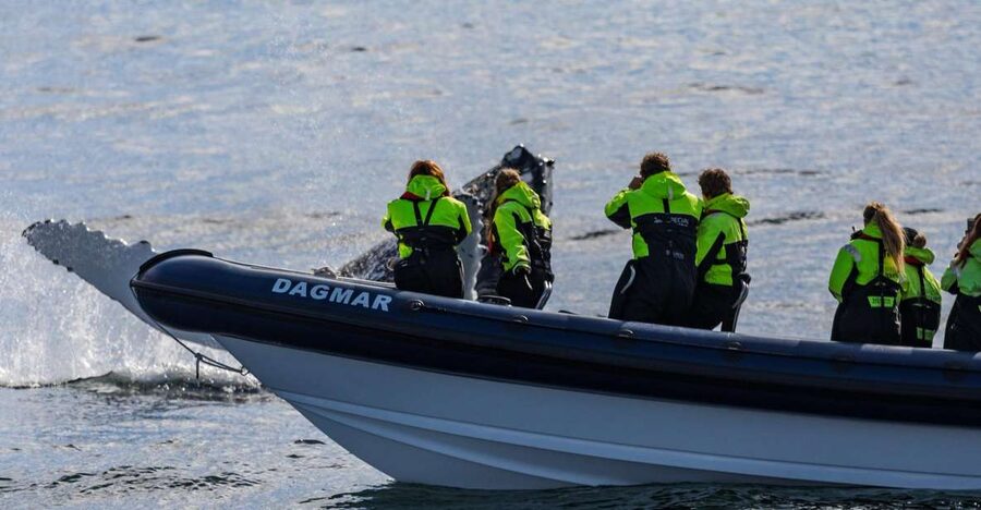 Reykjavik: Whale Watching Tour by RIB Boat - Searching Faxaflói Bay’s feeding grounds