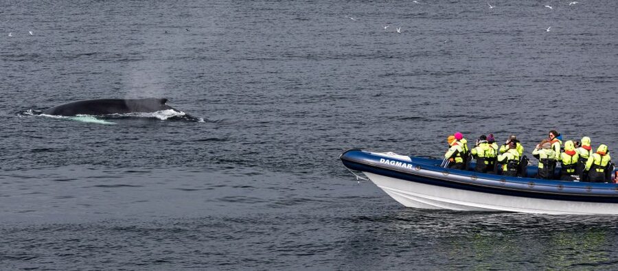 Reykjavik: Whale Watching Tour by RIB Boat - What you might see: humpbacks, minkes, dolphins, and porpoises