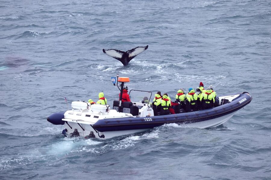 Reykjavik: Whale Watching Tour by RIB Boat - The guide and captain shape the day