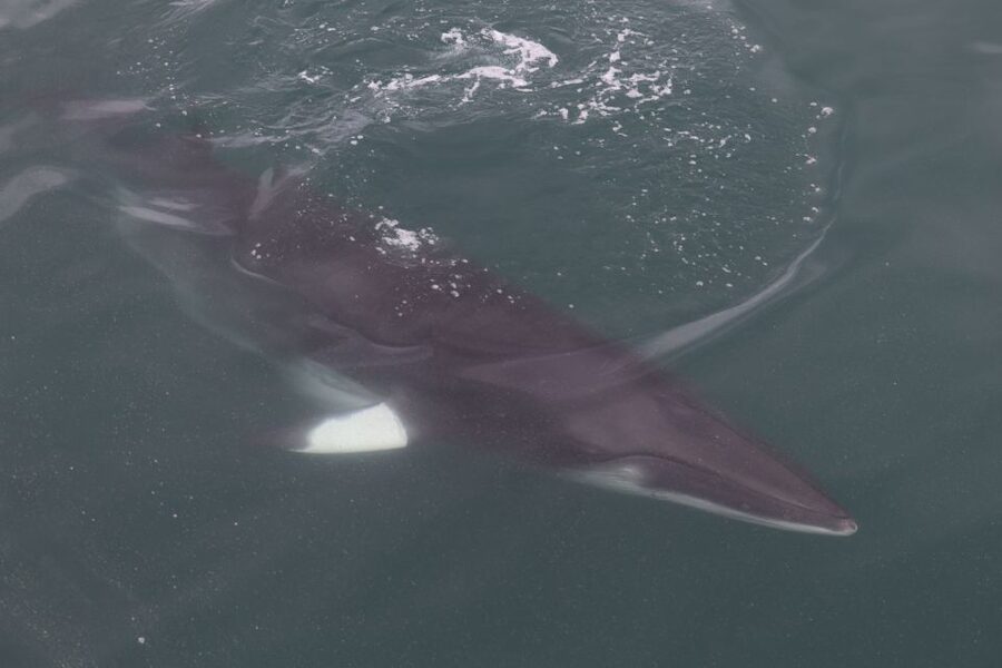 Reykjavik: Whale Watching Tour by RIB Boat - The RIB ride is part of the attraction