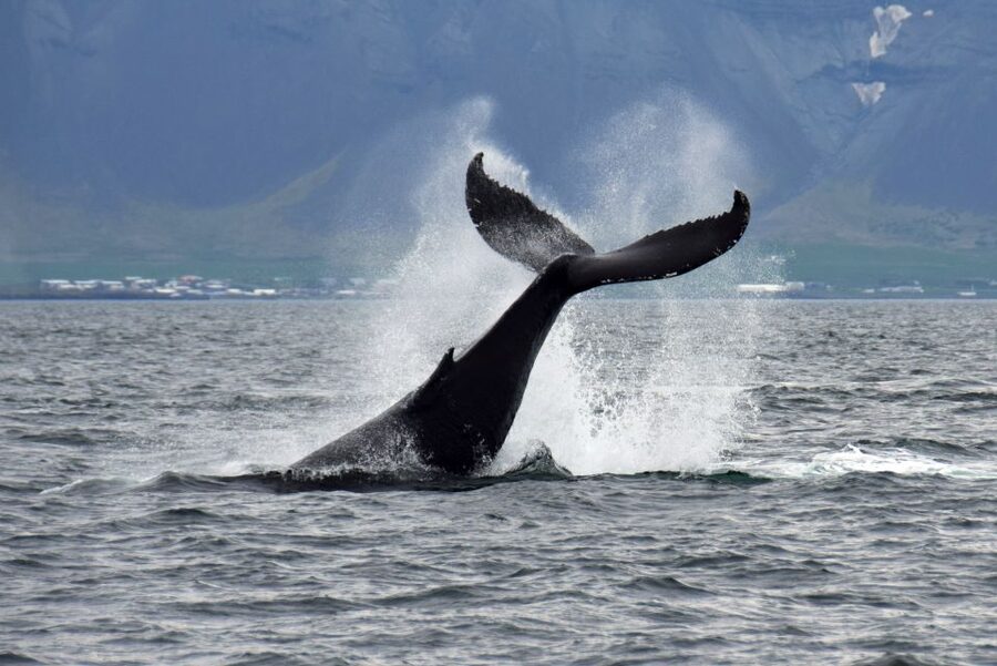 Reykjavik: Whale Watching Tour, Whales of Iceland Exhibition - Final call: book it if you want the full picture