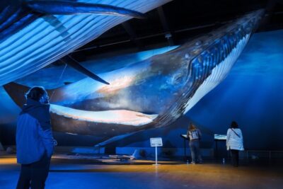 Whale Watching Tour, Whales of Iceland Exhibition