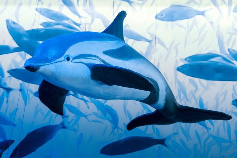Reykjavik: Whale Watching Tour, Whales of Iceland Exhibition - Why the Whales of Iceland Exhibition matters