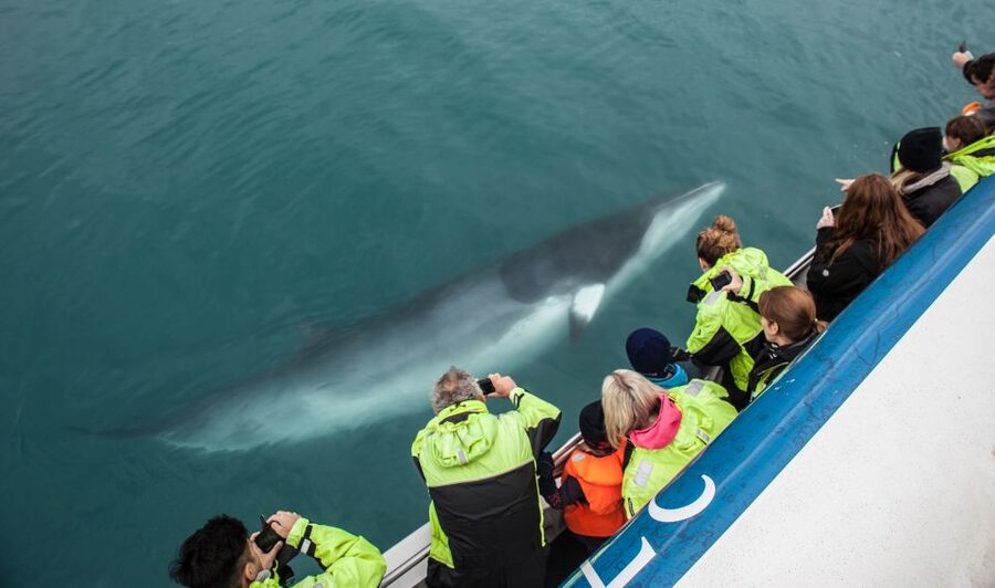 Reykjavik: Whale Watching Tour, Whales of Iceland Exhibition - How to arrange the two activities