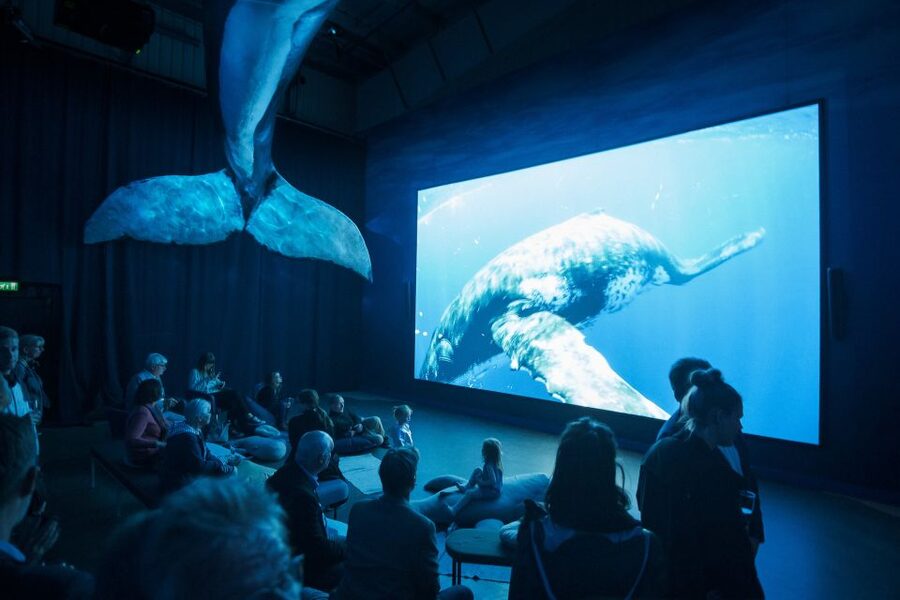 Reykjavik: Whale Watching Tour, Whales of Iceland Exhibition - Who will enjoy this experience most