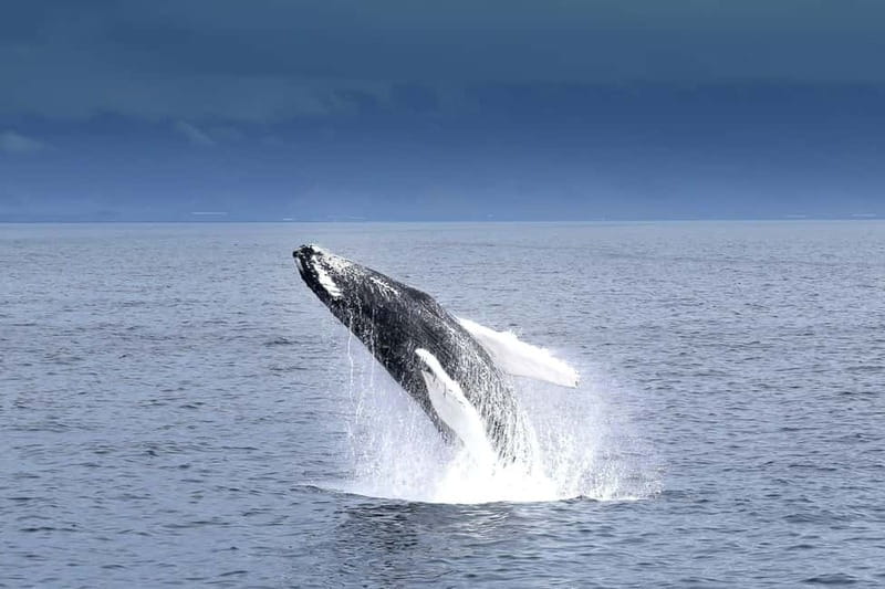 Reykjavik: Whale Watching Tour with Expert Guide - Key points to know before sailing